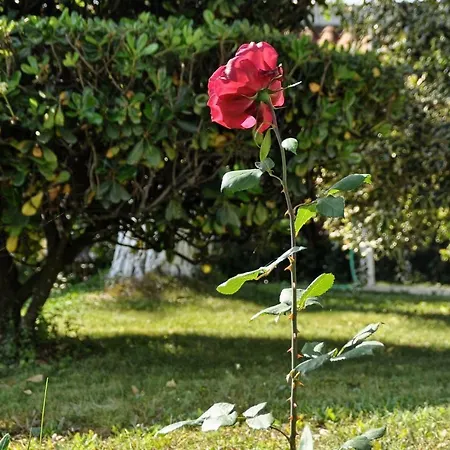 Skafonas Apartments Pelekas Dış mekan fotoğraf